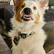 Radar is registered to the contest to win money with this photo: dog, puppy, pet, canine, closeup, portrait, fluffy, fur, collar, dog_tag, blue_eye, brown_eye, heterochromia, teeth, nose, ears, indoor, couch, playful, smile