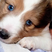 Wolfgang Aka Wolfie joined the competition — help win amazing prizes! puppy, dog, close_up, blue_eyes, paw, nose, fur, cute, pet, portrait, hand, human_hand, brown_and_white, whiskers, indoor, cozy, soft_texture, young, eye_contact, sleepy