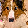 Wolfgang Aka Wolfie joined the competition — help win amazing prizes! dog, collie, pet, close_up, blue_eyes, nose, whiskers, fur, ears, portrait, domestic_animal, indoor, attentive, gaze, muzzle, long_fur, brown_and_white, fluffy, face, canine
