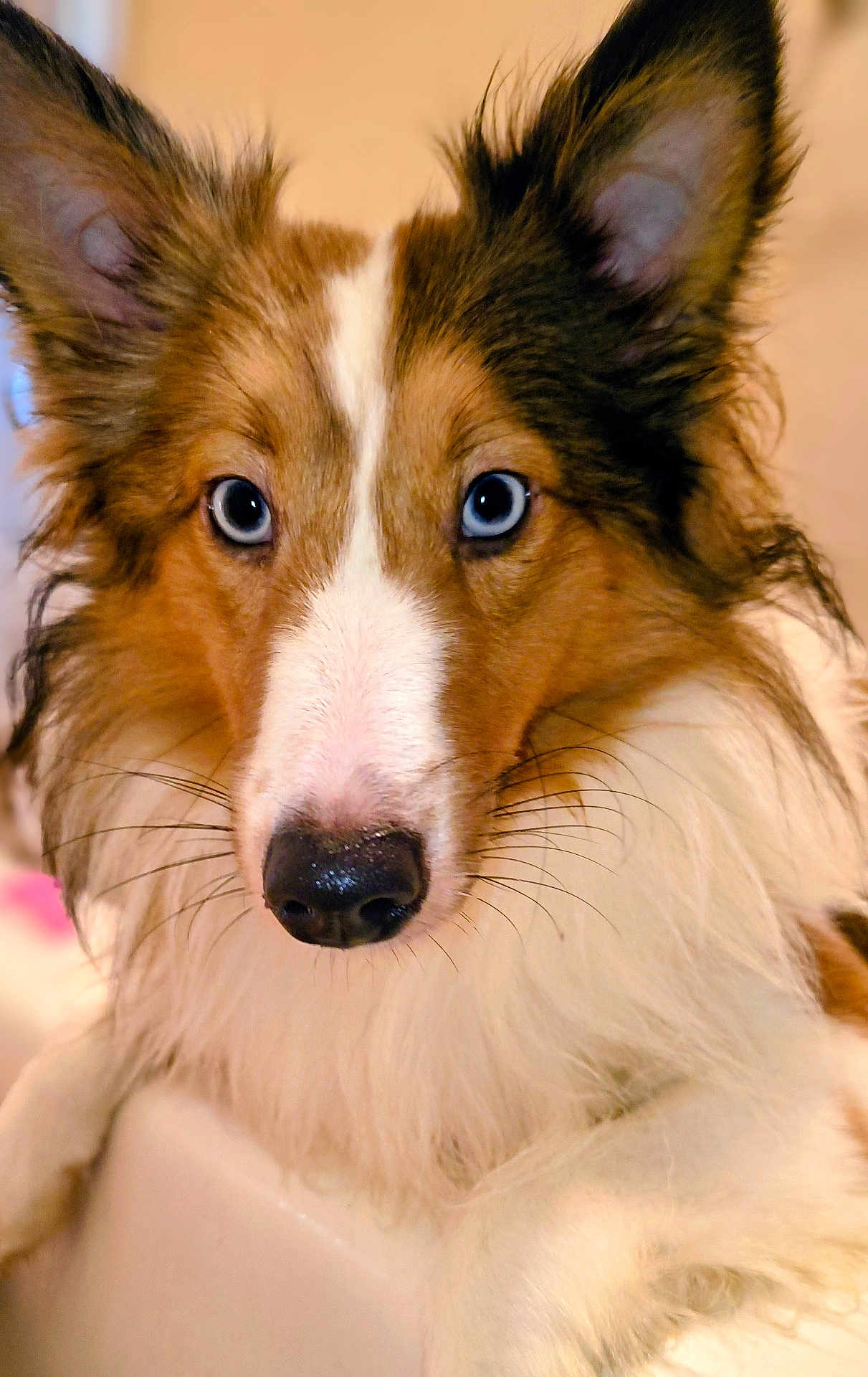 Wolfgang Aka Wolfie joined the competition — help win amazing prizes! dog, collie, pet, close_up, blue_eyes, nose, whiskers, fur, ears, portrait, domestic_animal, indoor, attentive, gaze, muzzle, long_fur, brown_and_white, fluffy, face, canine