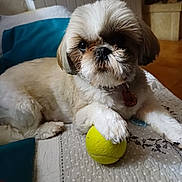 Venus participe au concours pour gagner de l'argent avec cette photo : dog, pet, tennis_ball, indoor, quilt, paw, fur, collar, cute, small_dog, resting, bed, home, animal, playing, toy, snout, ears, relaxed, companion