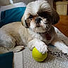dog, pet, tennis_ball, indoor, quilt, paw, fur, collar, cute, small_dog, resting, bed, home, animal, playing, toy, snout, ears, relaxed, companion