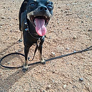 Pretty is registered to the contest to win money with this photo: dog, black_dog, tan_markings, panting, tongue_out, spiked_collar, leash, outdoor, rocky_ground, dirt, happy, pet, animal, canine, close_up, standing, sunlight, nature, excited, playful
