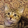 kitten, cat, tabby, pet, animal, feline, cute, young, fur, whiskers, ears, eyes, portrait, indoor, tapestry, pattern, background, sitting, looking, curious