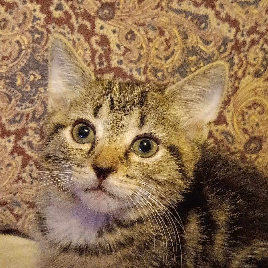 Little Foot