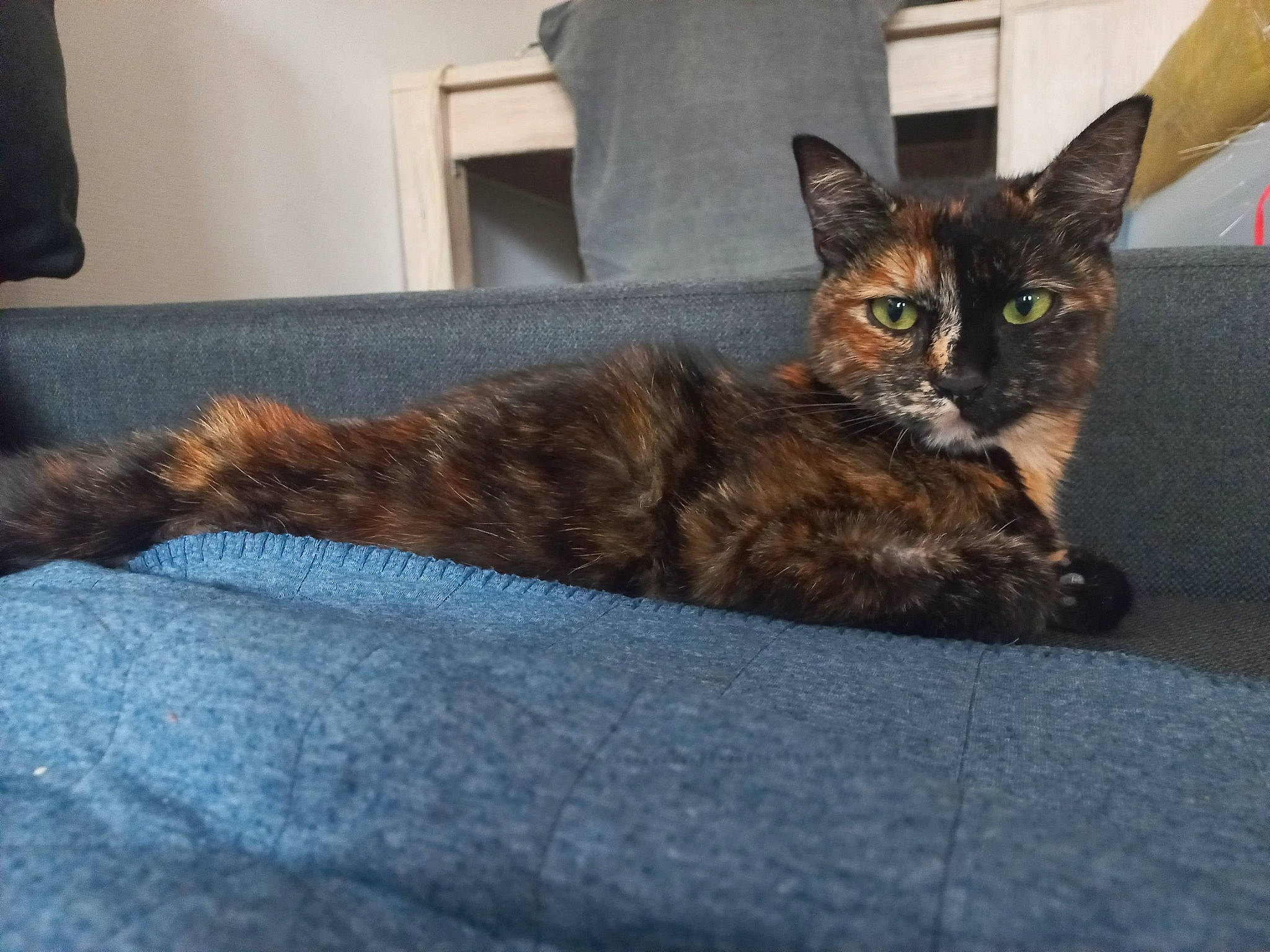 Siya participe au concours pour gagner de l'argent avec cette photo : carnivore, cat, cat_supply, claw, comfort, domestic_short_haired_cat, fawn, felidae, flooring, fur, grey, paw, sitting, small_to_medium_sized_cats, snout, tail, terrestrial_animal, whiskers, window, wood