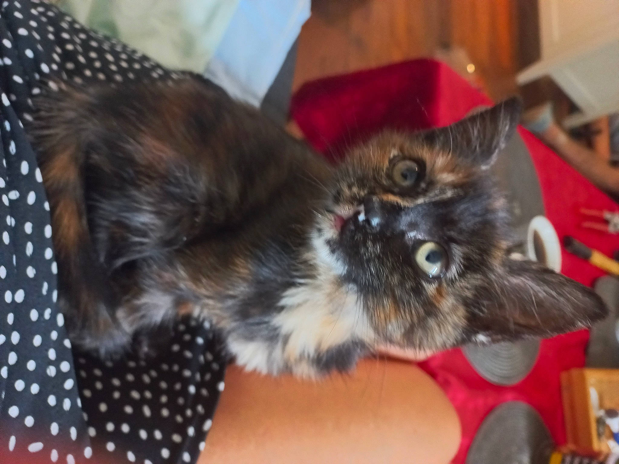 Siya a rejoint le concours — aidez-le/la à gagner de superbes lots ! black_cat, box, carnivore, cat, claw, companion_dog, dog_breed, domestic_short_haired_cat, ear, fawn, felidae, fur, liver, mammal, pattern, paw, plant, small_to_medium_sized_cats, tail, whiskers