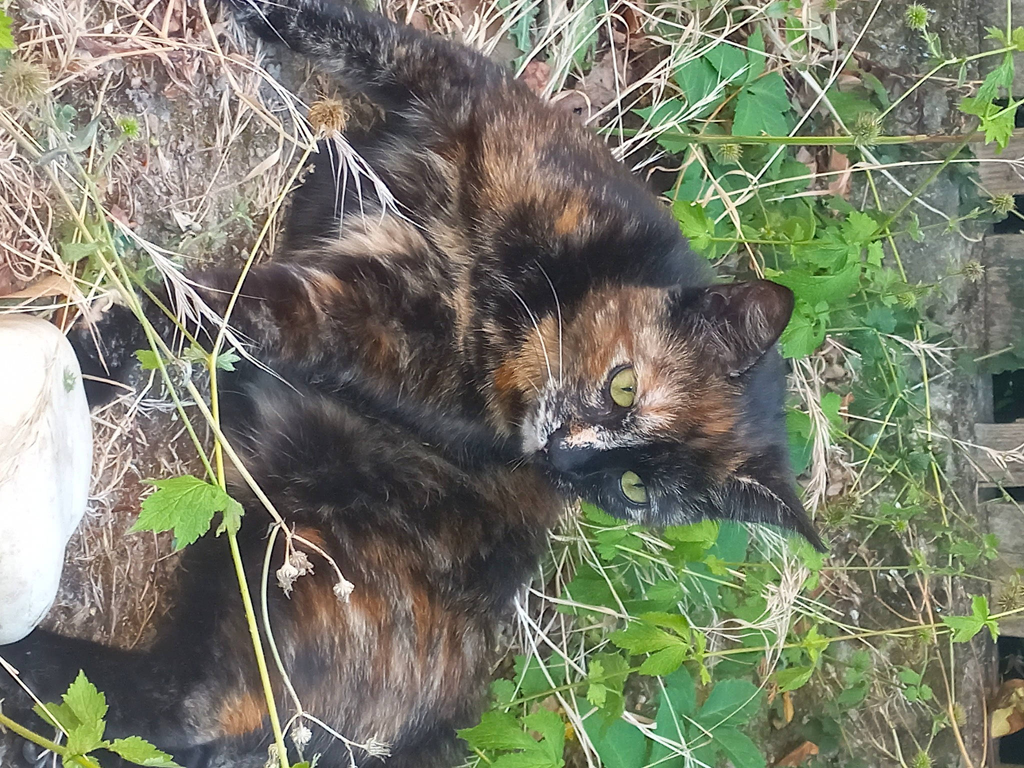 Siya participe au concours pour gagner de l'argent avec cette photo : carnivore, cat, claw, domestic_short_haired_cat, felidae, fur, grass, groundcover, natural_material, paw, plant, small_to_medium_sized_cats, snout, tail, terrestrial_animal, trunk, twig, whiskers, wildlife