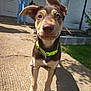 puppy, dog, pet, outdoor, collar, curious, young_dog, animal, ears, portrait, front_view, person, clothing, door, house, shadow, grass, sunlight, sidewalk, background