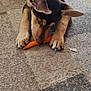 dog, puppy, carrot, carpet, indoor, vacuum_cleaner, door, animal, pet, floor, brown, black, ears, sniffing, nibbling, collar, toy, home, curious, lying_down