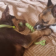 Thor joined the competition — help win amazing prizes! dog, bed, toy, collar, brown_dog, white_dog, indoor, pet, playful, resting, closeup, animal, canine, fur, ears, paw, chewing, relaxed, companions, striped_bedspread