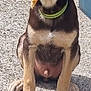 dog, puppy, sitting, treat, chewing, ears, collar, outdoor, concrete, pet, cute, animal, brown, tan, fur, canine, playful, young, happy, domestic