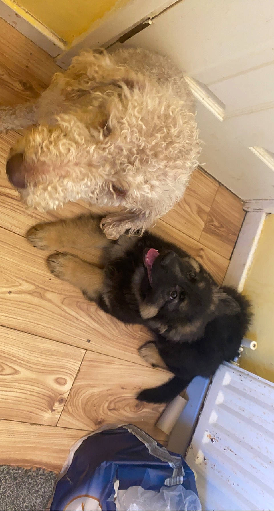 Athena is registered to the contest to win money with this photo: canidae, carnivore, comfort, companion_dog, dog, dog_breed, fawn, felidae, flooring, fur, hardwood, labradoodle, room, small_to_medium_sized_cats, snout, tail, terrier, toy_dog, whiskers, wood