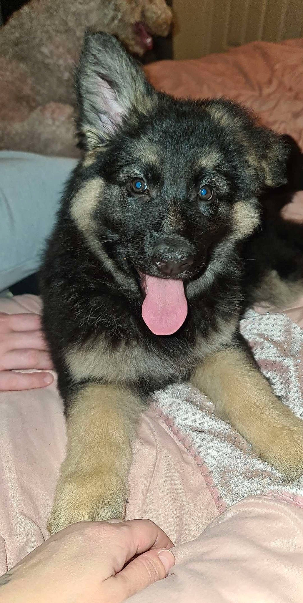 Athena is registered to the contest to win money with this photo: ancient_dog_breeds, canidae, canis, carnivore, companion_dog, dog, dog_breed, dog_supply, fawn, fur, herding_dog, king_shepherd, non_sporting_group, snout, sporting_group, terrestrial_animal, whiskers, working_animal, working_dog