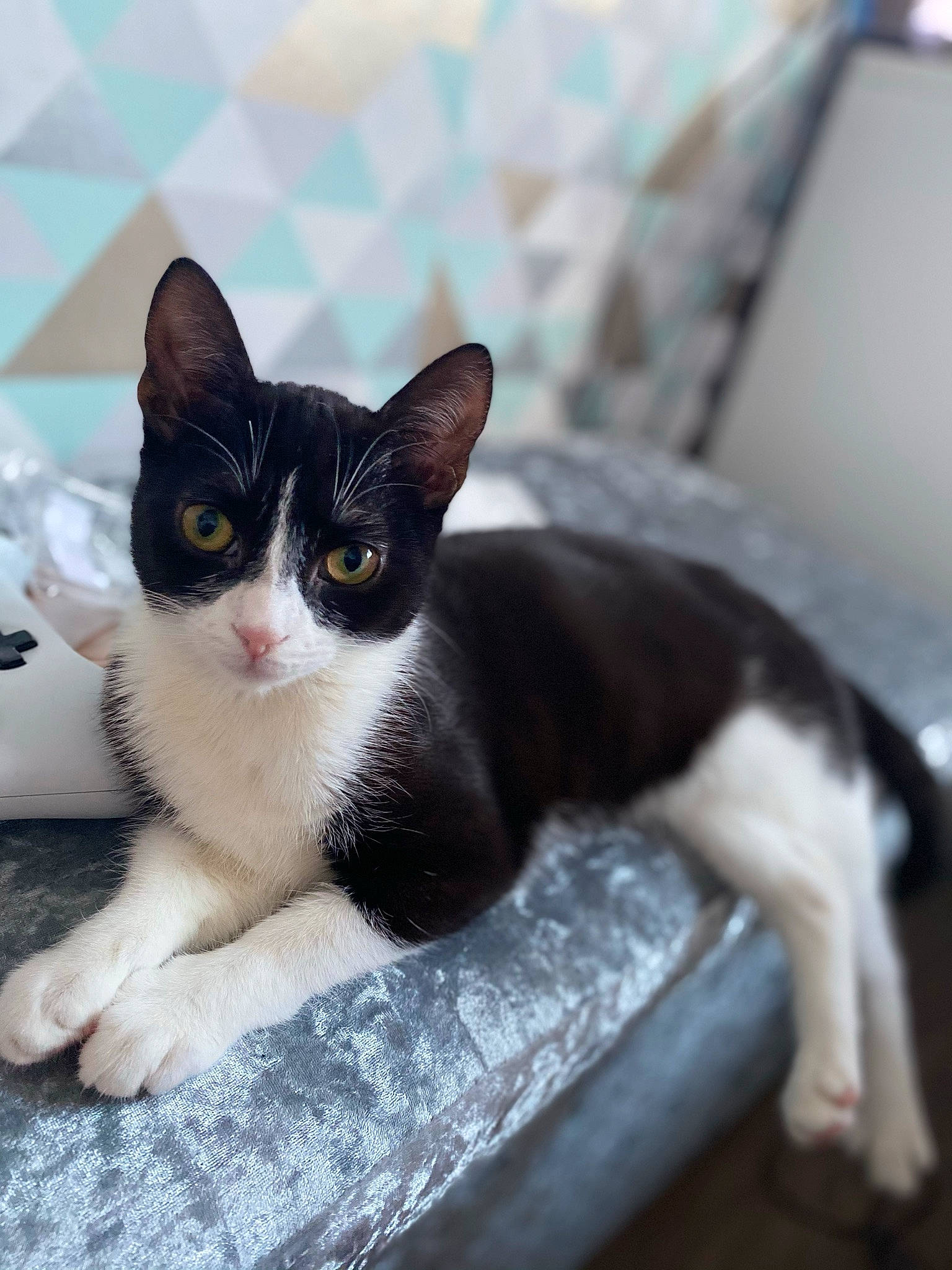 Willow joined the competition — help win amazing prizes! carnivore, cat, claw, comfort, domestic_short_haired_cat, felidae, fur, grey, paw, sitting, small_to_medium_sized_cats, snout, tail, whiskers