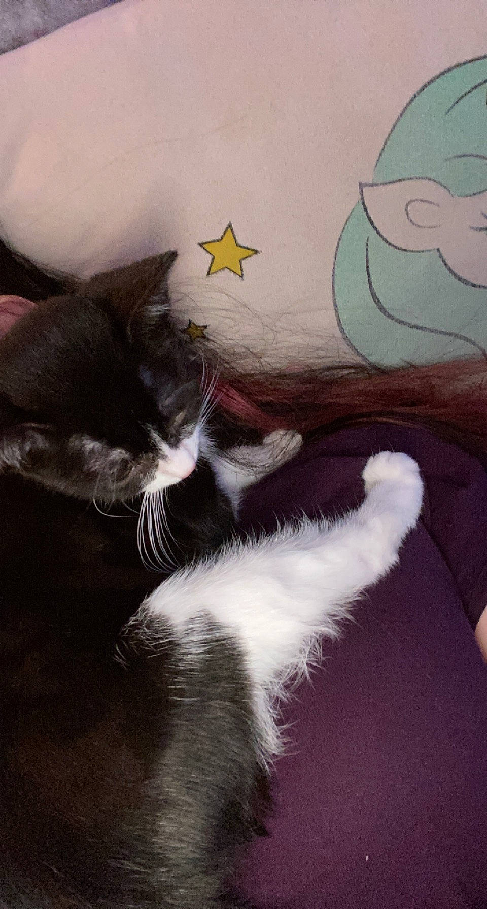 Willow is registered to the contest to win money with this photo: art, carnivore, cat, domestic_short_haired_cat, felidae, fictional_character, foot, fur, gesture, grey, happy, linens, paw, room, small_to_medium_sized_cats, tail, vertebrate, visual_arts, whiskers, window