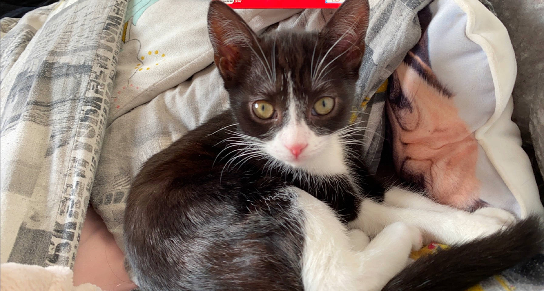 Willow is registered to the contest to win money with this photo: animal_shelter, carnivore, cat, cat_supply, claw, comfort, domestic_short_haired_cat, felidae, fur, paw, small_to_medium_sized_cats, snout, tail, whiskers