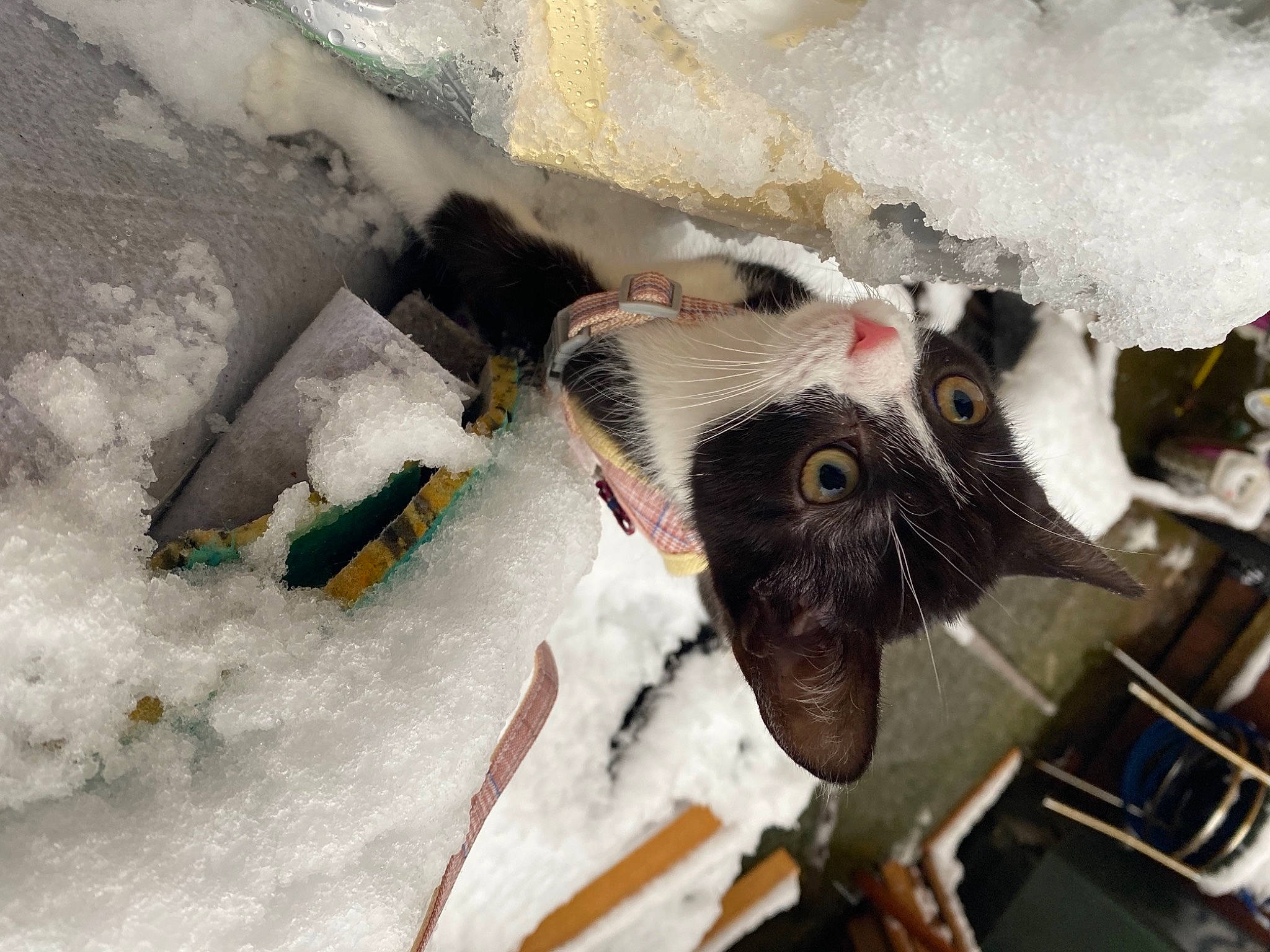 Willow joined the competition — help win amazing prizes! auto_part, bicycle_wheel, fashion_accessory, felidae, freezing, frost, fur, precipitation, snow, stuffed_toy, tire, toy, tree, twig, wheel, whiskers, window, winter, wood, wool