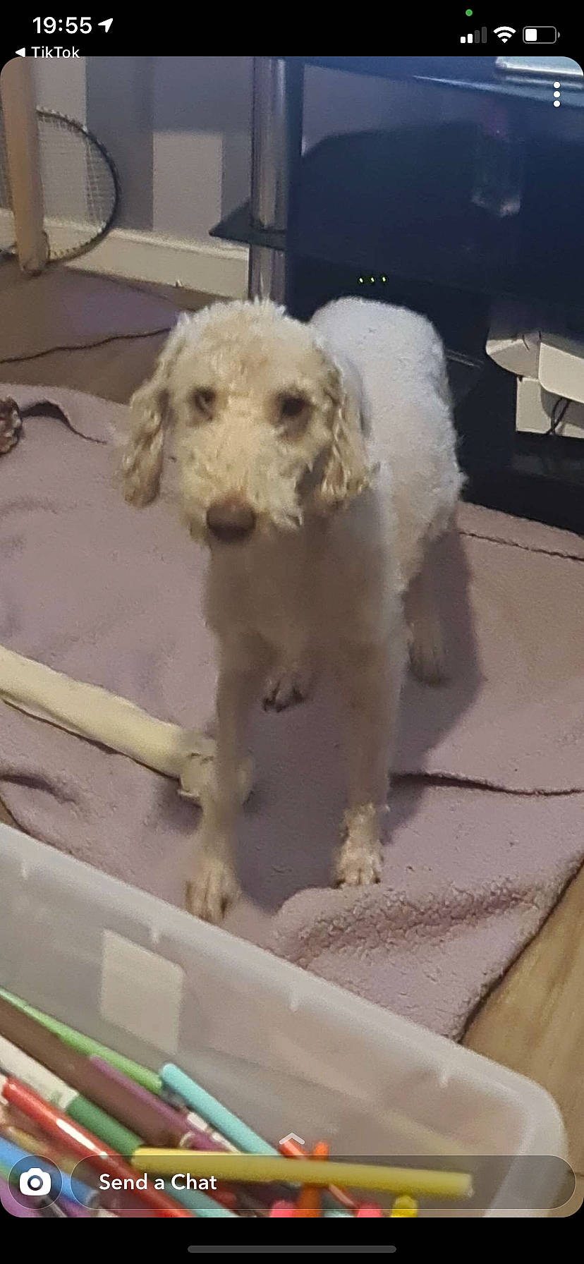 Fudge joined the competition — help win amazing prizes! canidae, carnivore, chair, companion_dog, dog, dog_breed, dog_collar, flooring, fur, labradoodle, pet_supply, poodle, puppy, snout, sporting_group, standard_poodle, terrier, toy_dog, water_dog, working_animal