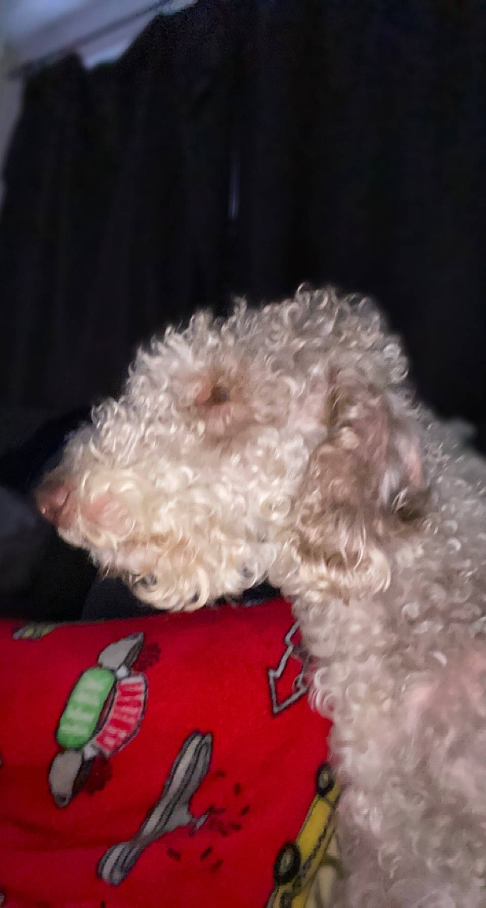 Fudge joined the competition — help win amazing prizes! canidae, carnivore, cockapoo, collar, companion_dog, dog, dog_breed, dog_collar, dog_supply, fur, labradoodle, maltepoo, pet_supply, poodle, poodle_crossbreed, small_terrier, sporting_group, terrier, toy_dog, water_dog