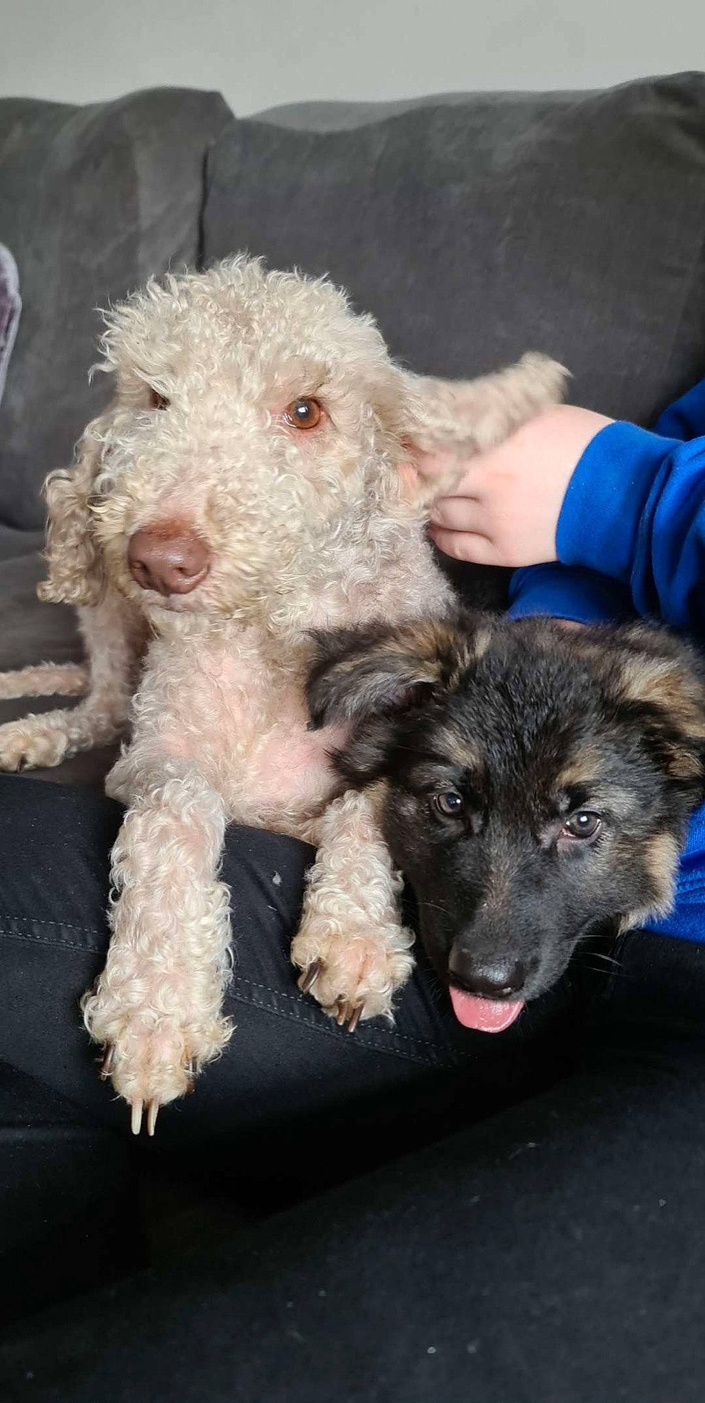 Fudge is registered to the contest to win money with this photo: canidae, carnivore, companion_dog, dog, dog_breed, dog_collar, fur, lakeland_terrier, mammal, non_sporting_group, paw, snout, sporting_group, street_dog, terrestrial_animal, terrier, toy, vertebrate, wire_hair_fox_terrier, working_animal