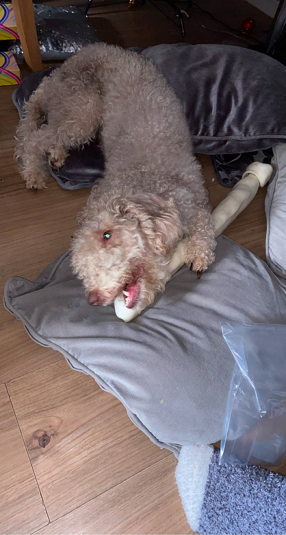 Fudge is registered to the contest to win money with this photo: canidae, carnivore, comfort, companion_dog, dog, dog_breed, fur, goldendoodle, hardwood, labradoodle, maltepoo, poodle, poodle_crossbreed, snout, sporting_group, standard_poodle, terrier, toy_dog, water_dog, working_animal