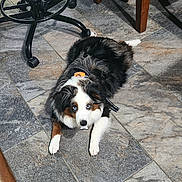 Bandit joined the competition — help win amazing prizes! dog, puppy, australian_shepherd, black_and_white, brown, fluffy, blue_eyes, lying_down, indoor, tiled_floor, collar, leash, office_chair, wooden_furniture, home, portrait, pet, long_hair, front_paws, direct_gaze
