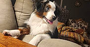 Bandit is registered to the contest to win money with this photo: puppy, dog, tricolor, fluffy, long_hair, tongue_out, happy, sitting, lounging, armchair, indoor, living_room, furniture, blanket, cushion, wooden_table, home, portrait, pet, cozy