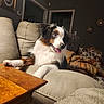 puppy, dog, tricolor, fluffy, long_hair, tongue_out, happy, sitting, lounging, armchair, indoor, living_room, furniture, blanket, cushion, wooden_table, home, portrait, pet, cozy