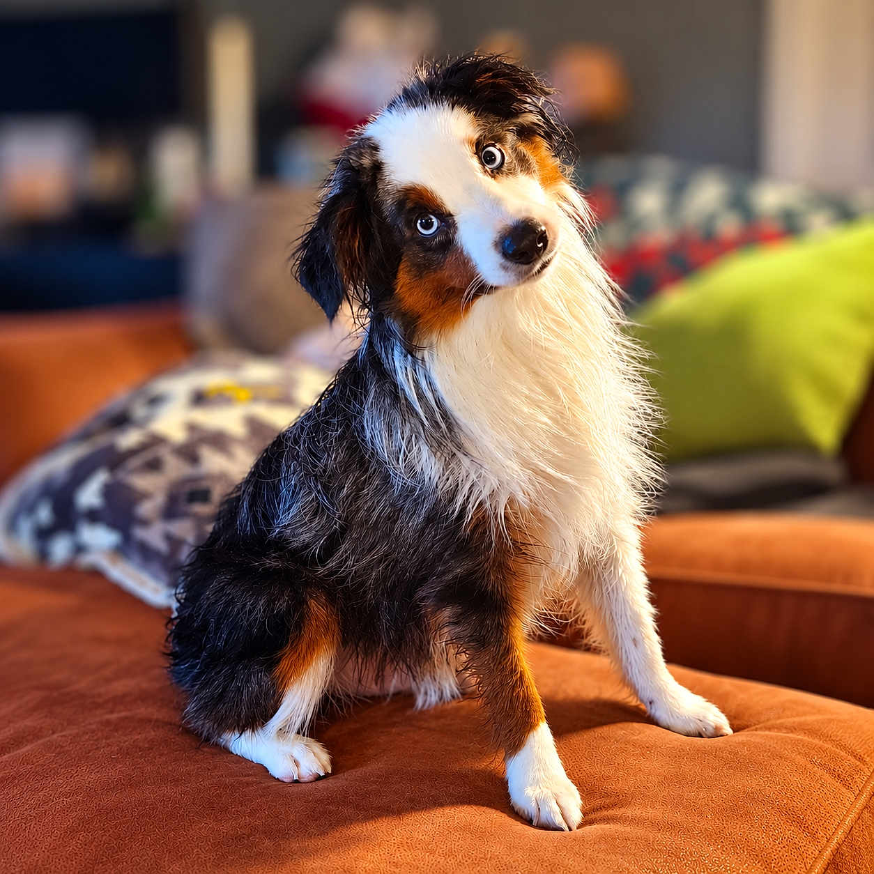 Bandit