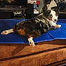 dog, border_collie, tri_color, long_hair, pet, animal, portrait, lying_down, relaxed, happy, tongue_out, blue_cushion, living_room, indoors, electronics, television, blanket, furniture, brown, white