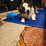 dog, puppy, border_collie, fluffy, tricolor, sitting, lying_down, tongue_out, happy, playful, pet, animal, blue_mat, toy, squeaky_toy, carpet, rug, living_room, indoors, portrait