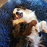 dog, puppy, tricolor, long_hair, fluffy, smiling, happy, playful, upside_down, lying_down, open_mouth, teeth, tongue, paws, blue_bed, pet_bed, indoor, carpet, portrait, funny