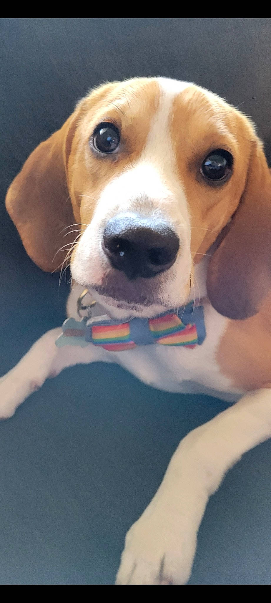 Junior joined the competition — help win amazing prizes! beagle, canidae, carnivore, collar, companion_dog, dog, dog_breed, dog_collar, dog_supply, electric_blue, fawn, fur, hound, hunting_dog, pet_supply, scent_hound, snout, sporting_group, toy, whiskers