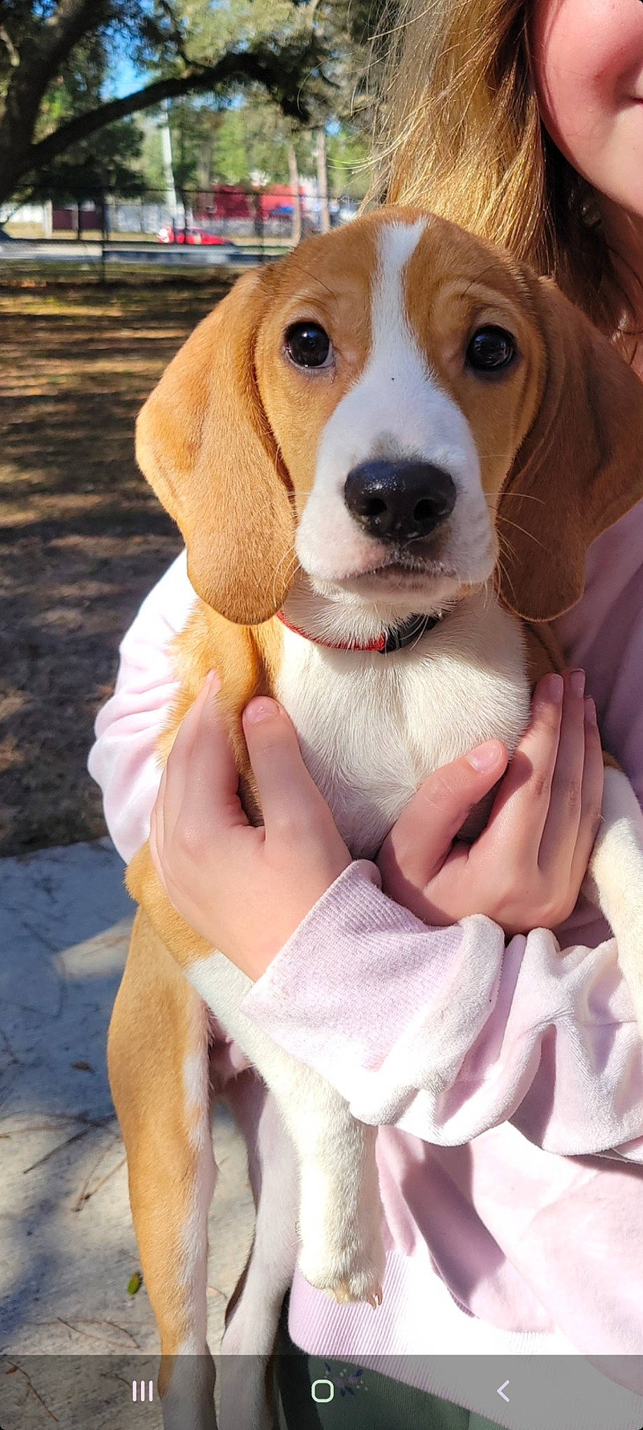 Junior is registered to the contest to win money with this photo: beaglier, canidae, carnivore, collar, companion_dog, dog, dog_breed, dog_collar, dog_supply, fawn, fur, hound, liver, paw, pet_supply, scent_hound, snout, sporting_group, toy, working_animal