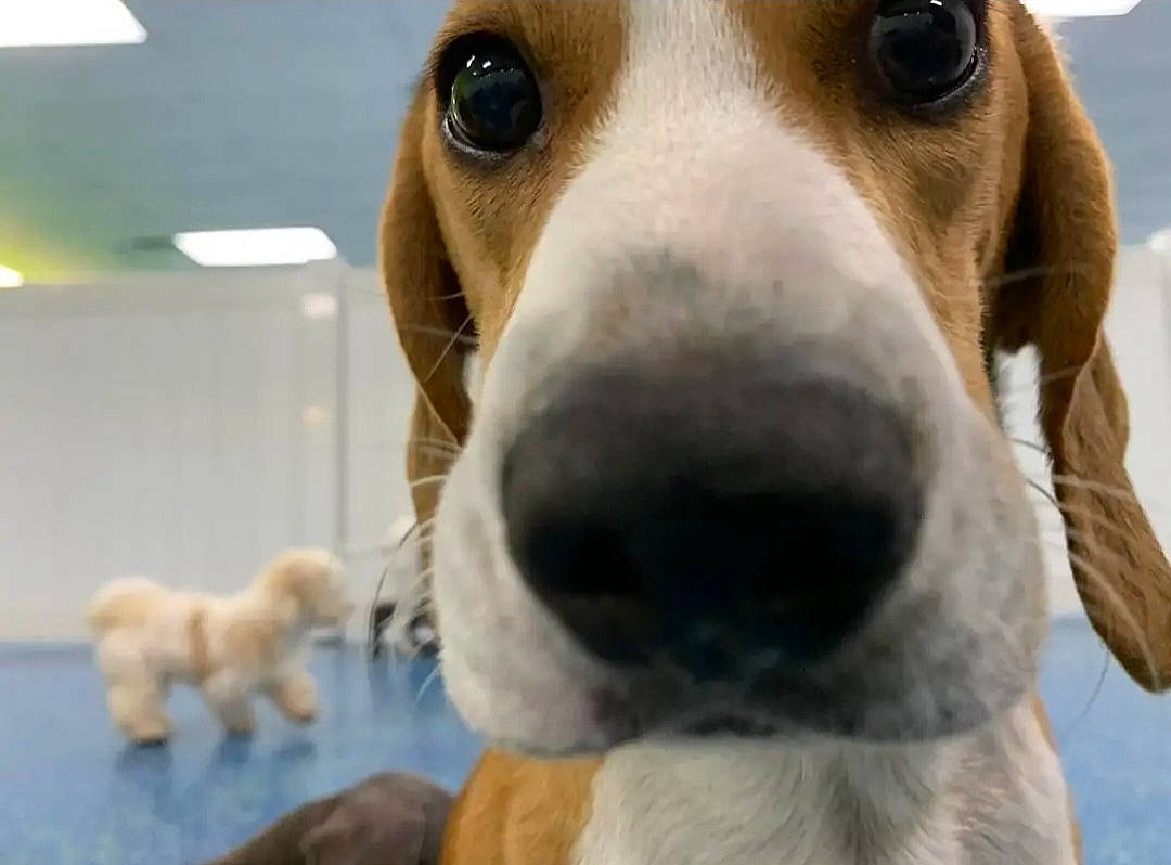 Junior joined the competition — help win amazing prizes! canidae, carnivore, close_up, collar, companion_dog, dog, dog_breed, dog_supply, fawn, fur, hunting_dog, mammal, non_sporting_group, pet_supply, photography, snout, sporting_group, whiskers, white, working_animal