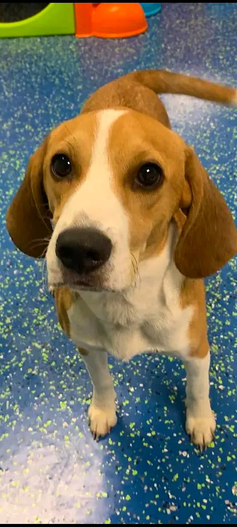 Junior is registered to the contest to win money with this photo: beaglier, canidae, carnivore, companion_dog, dog, dog_breed, electric_blue, hound, hunting_dog, puppy, scent_hound, snout, sporting_group, terrestrial_animal, whiskers, working_animal