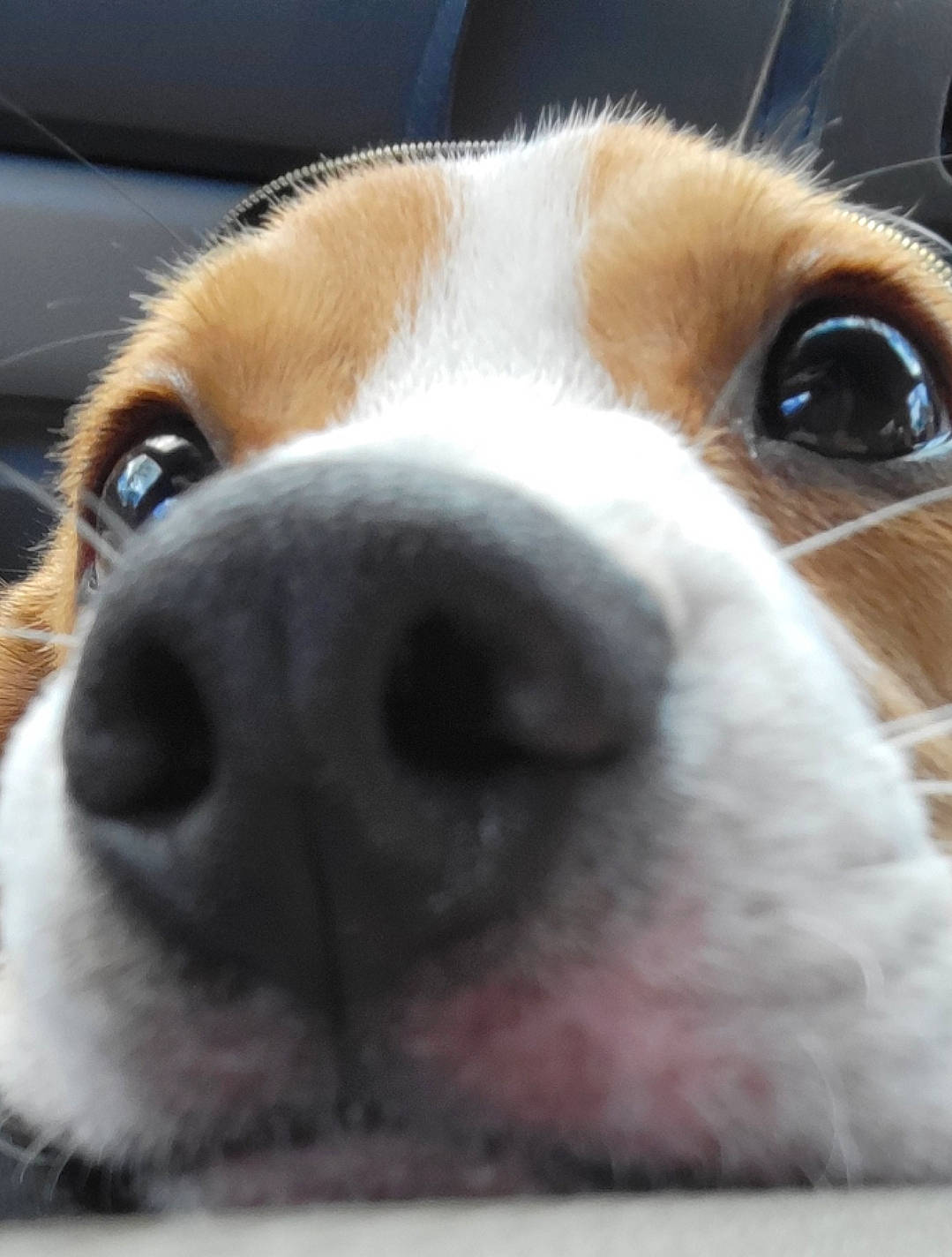 Junior is registered to the contest to win money with this photo: beagle, canidae, carnivore, close_up, collar, companion_dog, dog, dog_breed, ear, fawn, fur, puppy, scent_hound, service, snout, sporting_group, whiskers, working_animal