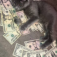 Moona is registered to the contest to win money with this photo: animal, cash, curious, currency, cute, domestic_cat, feline, floor, gray_cat, indoor, kitten, laying_down, money, pet, playful, relaxed, scattered, small_animal, us_dollars, young_cat