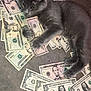 animal, cash, curious, currency, cute, domestic_cat, feline, floor, gray_cat, indoor, kitten, laying_down, money, pet, playful, relaxed, scattered, small_animal, us_dollars, young_cat