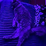 Moona is registered to the contest to win money with this photo: animal, cat, couch, cozy, domestic_animal, feline, fluffy, fur, indoor, lounging, mammal, paw, pet, purple_light, quiet, relaxing, resting, sleeping, striped, tail