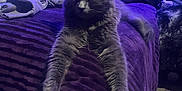 Moona is registered to the contest to win money with this photo: animal, bed, cat, clothing, cozy, dim_light, feline, front_legs, furniture, gray_cat, home, indoor, lounging, pet, purple_blanket, purple_light, relaxing, resting, sleeping, soft_fur