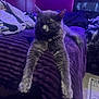 animal, bed, cat, clothing, cozy, dim_light, feline, front_legs, furniture, gray_cat, home, indoor, lounging, pet, purple_blanket, purple_light, relaxing, resting, sleeping, soft_fur