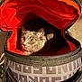 Moona is registered to the contest to win money with this photo: animal, backpack, bag, cat, closeup, companion, curious, cute, exploration, fabric, feline, gray_cat, indoor, orange_interior, pattern, pet, portrait, travel, yellow_eyes, zipper