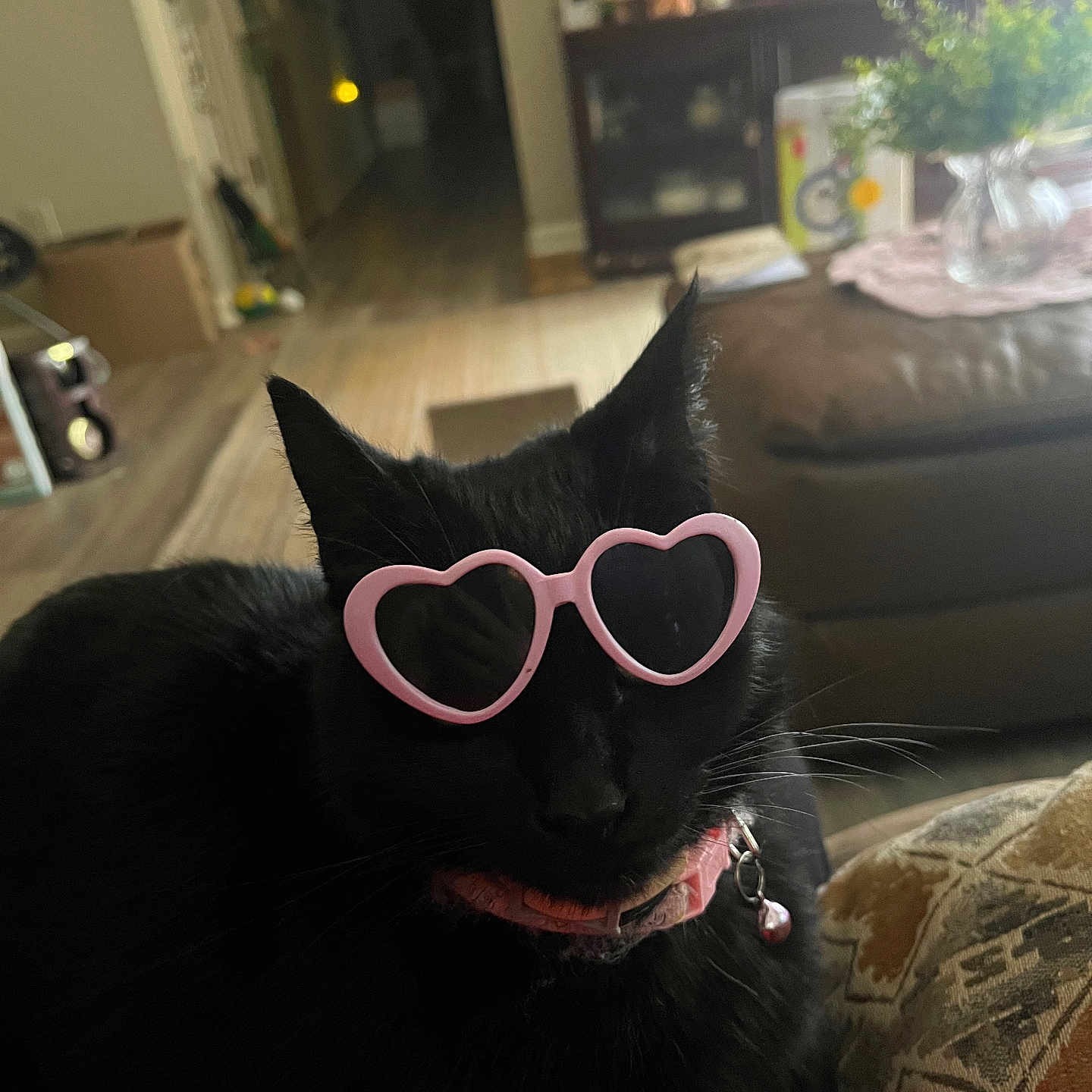 Venus. Vv joined the competition — help win amazing prizes! accessory, animal, bell, black_cat, cat, collar, couch, cute, decor, feline, floor, furniture, heart_shaped, house, indoor, living_room, pet, pillow, sunglasses, wood_floor