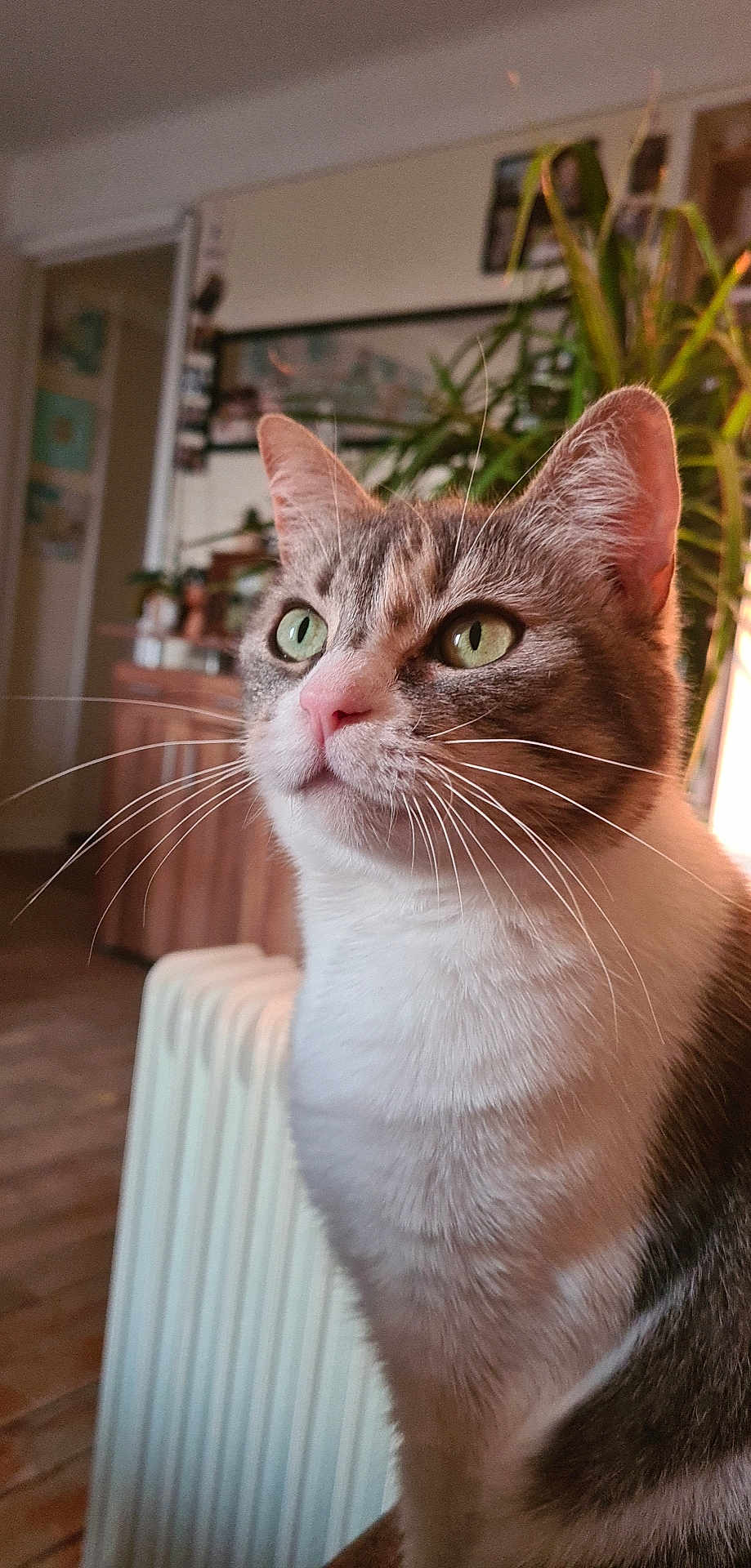 Poupette a rejoint le concours — aidez-le/la à gagner de superbes lots ! cat, close_up, indoor, green_eyes, whiskers, pink_nose, fur, pet, domestic_cat, curious, plant, home, furniture, radiator, soft_light, portrait, animal, mammal, cute, alert