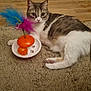 cat, toy, feathers, carpet, floor, wooden_floor, indoor, pet, animal, playful, relaxed, curious, orange_toy, feline, lying_down, two_cats, background, domestic, whiskers, paws