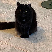 Lunabug joined the competition — help win amazing prizes! animal, black_cat, cat, cute, domestic, eyes, feline, floor, fur, heterochromia, indoor, looking, mammal, pet, quiet, shadow, sitting, tail, tile, whiskers