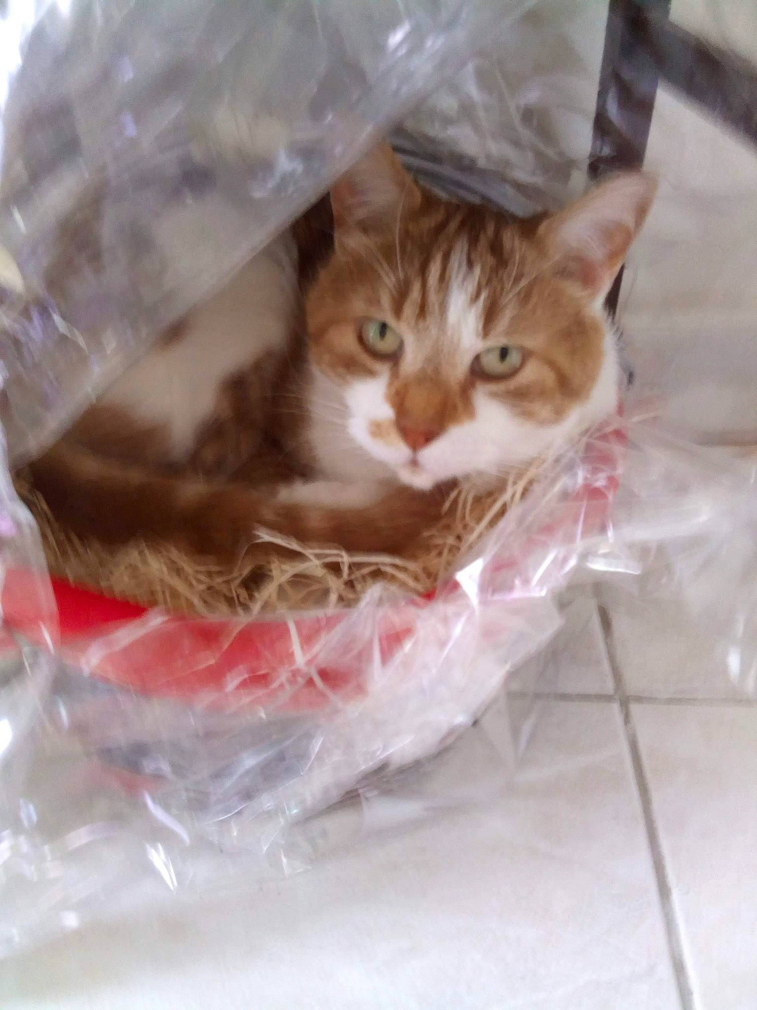 Horus a rejoint le concours — aidez-le/la à gagner de superbes lots ! basket, box, carnivore, cat, cat_supply, comfort, domestic_short_haired_cat, fawn, felidae, flooring, fur, pet_supply, small_to_medium_sized_cats, tail, tile_flooring, whiskers