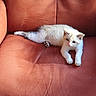 animal, cat, couch, cute, ears, feline, fur, furniture, gray, home, indoor, kitten, paw, pet, relaxing, resting, small, tail, white, young